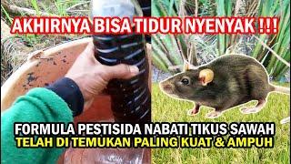 AKHIRNYA !!! FORMULA PESTISIDA NABATI  PENGUSIR TIKUS SAWAH PALING KUAT & AMPUH DI TEMUKAN