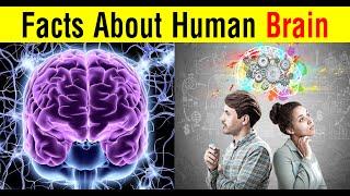 Facts About Human Brain || Facts in Tamil || Facts in 60s #Short