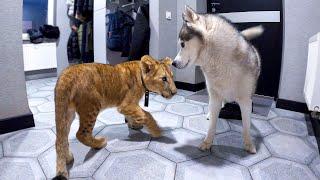 Африканский ЛЕВ в гостях у ХАСКИ / драки собак с дикими животными