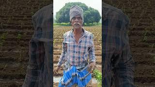 விவசாயம் செய்ய இளைஞர் யாரும் வரவில்லை #trending#shorts#agriculture#famer#