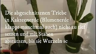 Feigenkaktus / Ohrwaschelkaktus vermehren - Urban Jungle - indoor ernten