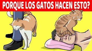 Explicación De Los 15 Comportamientos Más Extraños De Los Gatos