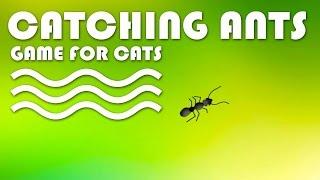 CAT GAMES - Catching Ants! INSECTS VIDEO FOR CATS | CAT & DOG TV.