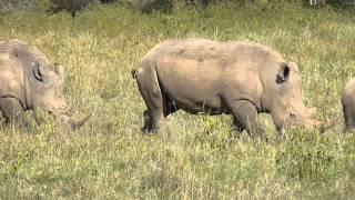 White Rhino-Lake Nakuru