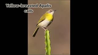 Yellow-breasted Apalis calls