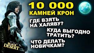 10 000 КРОН на ХАЛЯВУ! Где взять в БДО, куда выгодно вложить, зачем они новичкам в BDO-Black Desert