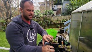 HOW TO repot venus flt traps