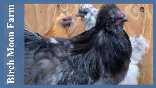 Blue Silkie Rooster Attacks Husband