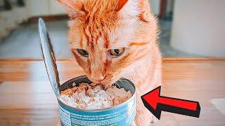 Top 3 HARMFUL Foods Owners Keep Feeding Their Cats