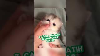 7 cara melatih kucing agar nurut #cat #kucing #cute #shorts #kitty #kucinglucu #lucu #kitten #happy