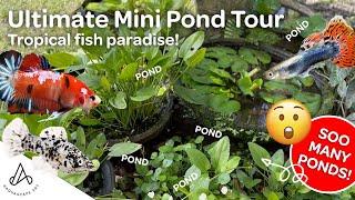 The Magic of Mini Ponds: A Journey in My Parents' Ultimate Water Garden Paradise