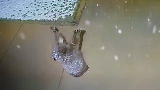 Funniest ANIMALS React to Crazy Weather, there's absolutely NOTHING MORE FUNNY!