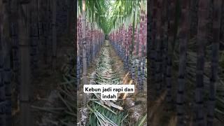 Proses Tanam Tebu hitam #quotes #lucu #katabijak #fruit #automobile #kutipanbijak #food #durian #sor