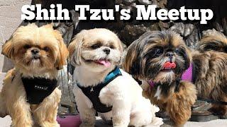 Shih Tzu Fur Babies Meet up makes New Friends