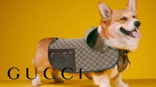 The Gucci Pet Collection