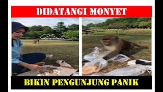 Viral Monyet Ambil Gorengan Pengunjung Taman Unri, Netizen: Santuy Banget