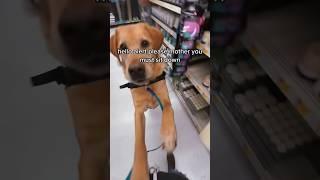 POV of what my service dog Jake thinks when alerting me ️ #servicedog #dog #fyp #shorts #dogs