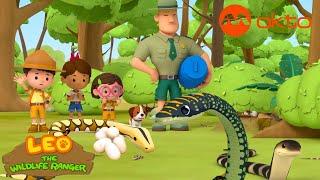 Don't get TOO CLOSE to the SNAKE! | Leo the Wildlife Ranger Compilation | @mediacorpokto