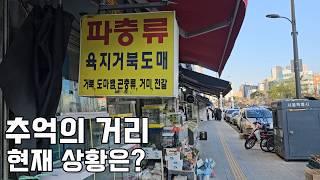 온 국민이 즐겨간 1세대 애완동물 청계천거리, 지금은 어떤 모습일까요?