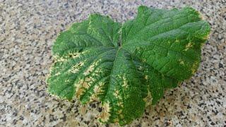 How and how to treat Peronosporosis of cucumbers. Downy mildew on cucumbers what to do