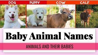 Baby Animal Names - 50 Animals and Their Babies with Pictures