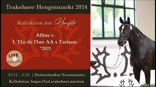 39 - Athos - Hengst v. L´ Elu de Dun AA - Tarison *2021