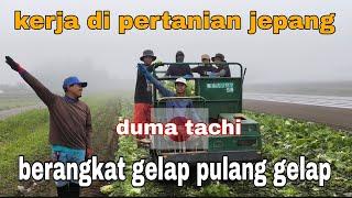 RESIKO KERJA DI PERTANIAN JEPANG!! berangkat masih gelap pulang sudah gelap