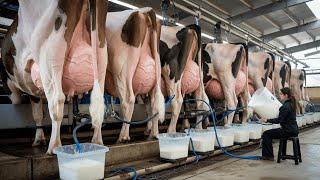 Next Level Dairy Farming CHEESE Making From Cow Milk in Cutting Edge Factory  MODERN MILK COWS FARMS