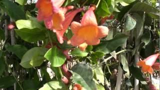 Tangerine Beauty Crossvine.MPG