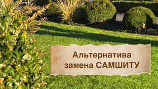 Самшит в саду  Замена / альтернатива самшиту 