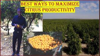 Best Ways to Maximize Citrus Productivity| Israel Farming Experience