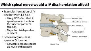 Back and Spinal Cord LO 8 - Spinal Nerve: Exiting IV Foramina