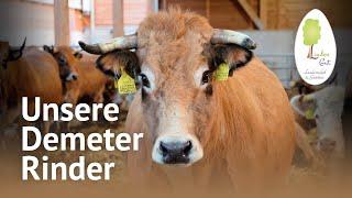 Unsere Bio-Kühe im Stall – Charolais & Aubrac Rinder | Demeter Landwirtschaft am LindenGut