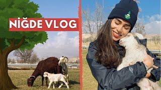 NİĞDE VLOG - KEÇİLERE FISILDAYAN KADIN 