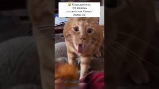 (Не) вкусно и точка Кот  Cat