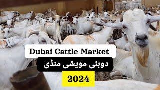 UAE cattle market 2024 / Dubai Cattle Market / Dubai ki Bakr mandi / UAE live stock market 2024