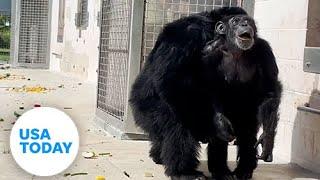 Camera captures emotional moment cage chimp sees sky for first time | USA TODAY