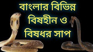 Different types of snakes in west bengal | বাংলার বিভিন্ন ধরনের সাপ