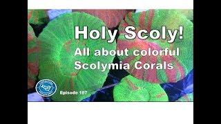 Holy Scoly All about keeping Scolymia Episode 187