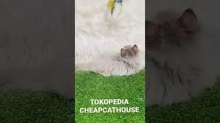 Pusat Kucing Ras Termudah Sejabodetabek