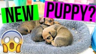 Puppies!!! | Ashley Nichole Vlogs