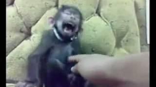 Laughing monkey