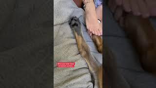 My dog has GIANT feet (Does NOT want feet pics leaking) #dog #dogs #cutedogs #funnydogs #shorts