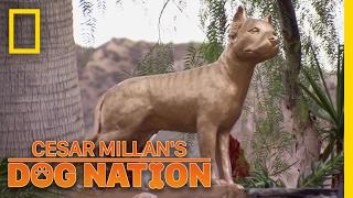 Remembering Daddy | Cesar Millan's Dog Nation