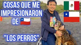 PERRITOS callejeros EN CHILE | Choque Cultural Parte 2