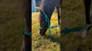 Mini Horse Grazing ASMR?