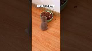 Normal Cats vs. My Chaos #cats #kitten #pets #animals #cute #epic #funny #fun