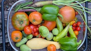 August Harvest | Urban Garden | City Foodie Farm |