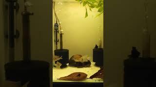 Geophagus Sveni, after 1 month and 1 week at me - 22 may 2024