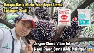 Dosis Micin Untuk Tanaman Sawit Yang Tepat || Pupuk NPK Mutiara16-16-16